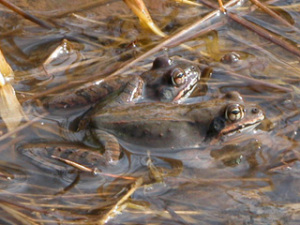 ２月の寒い棚田で、求愛の歌を歌うヤマアカガエルの雄